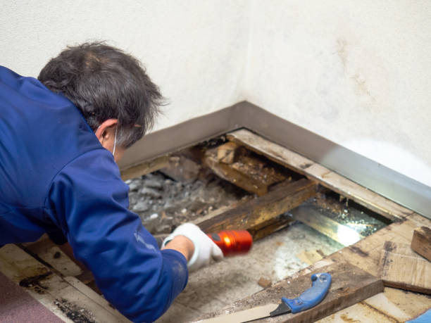 Best Commercial Mold Removal  in Bellemont, AZ