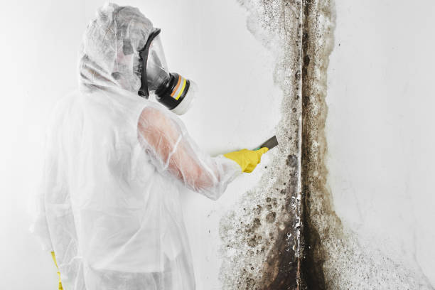 Mold Removal and Inspection in Bellemont, AZ
