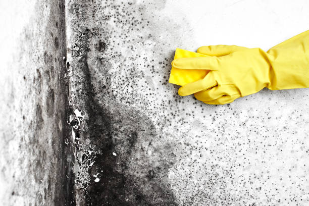 Best Crawl Space Mold Removal  in Bellemont, AZ