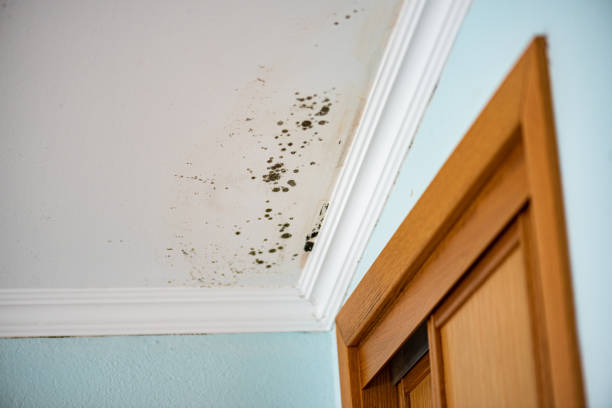 Best Mold Removal Company Near Me  in Bellemont, AZ