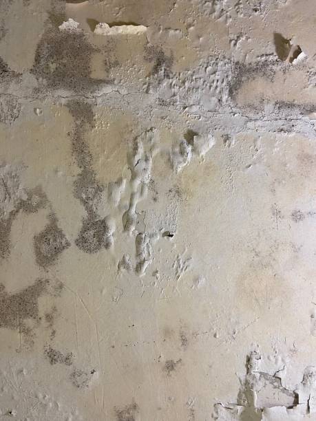 Professional Mold Removal in Bellemont, AZ