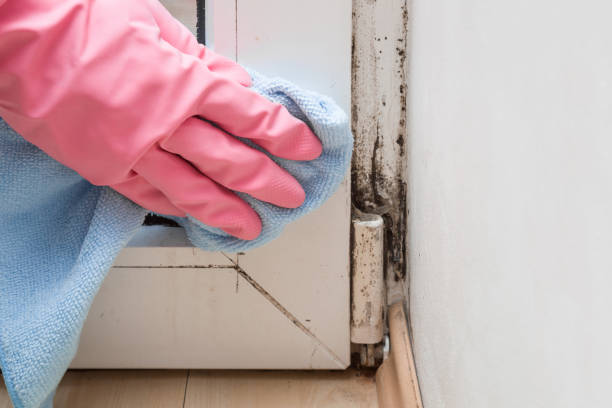 Best Office Mold Removal Services  in Bellemont, AZ