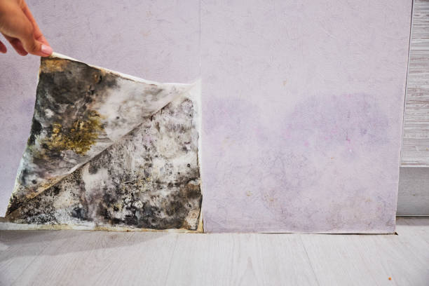 Best Fast Mold Removal  in Bellemont, AZ